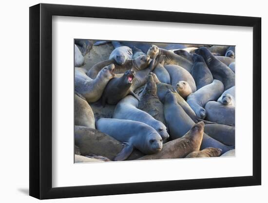 Northern elephant seals at Piedras Blancas Elephant Seal Rookery, San Simeon, California, USA-Russ Bishop-Framed Photographic Print