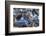 Northern elephant seals at Piedras Blancas Elephant Seal Rookery, San Simeon, California, USA-Russ Bishop-Framed Photographic Print