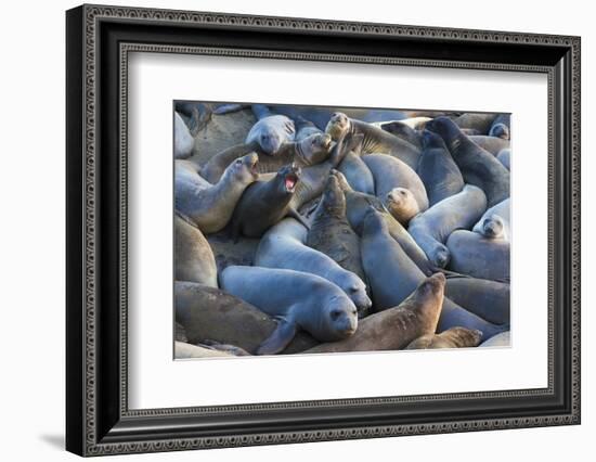 Northern elephant seals at Piedras Blancas Elephant Seal Rookery, San Simeon, California, USA-Russ Bishop-Framed Photographic Print