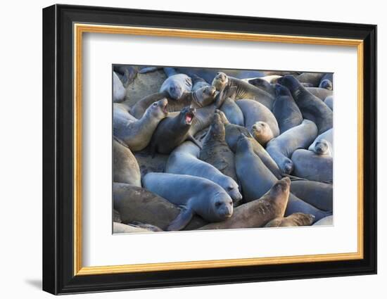 Northern elephant seals at Piedras Blancas Elephant Seal Rookery, San Simeon, California, USA-Russ Bishop-Framed Photographic Print