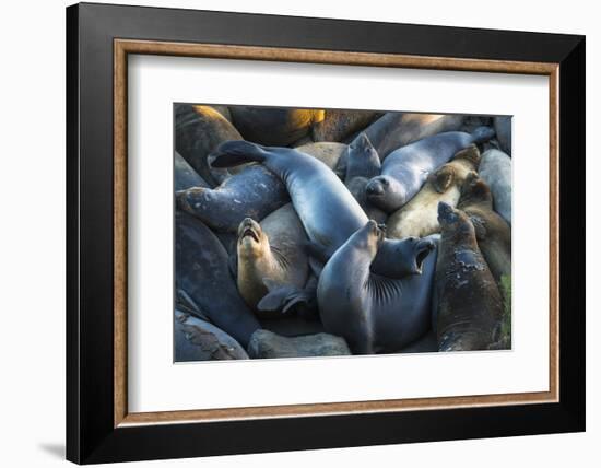 Northern elephant seals at Piedras Blancas elephant seal rookery, San Simeon, California, USA-Russ Bishop-Framed Photographic Print