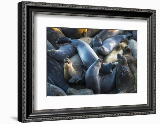 Northern elephant seals at Piedras Blancas elephant seal rookery, San Simeon, California, USA-Russ Bishop-Framed Photographic Print