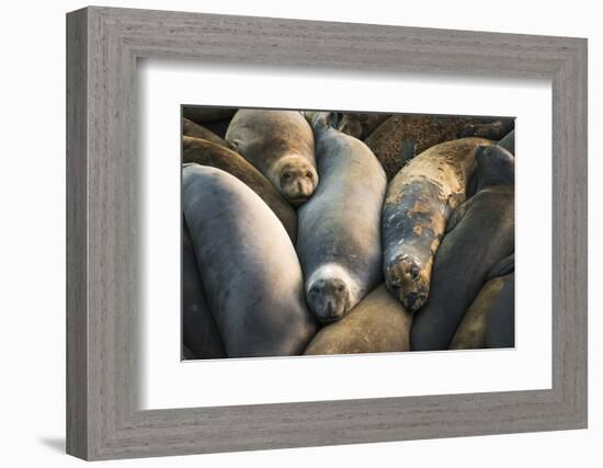 Northern elephant seals at Piedras Blancas elephant seal rookery, San Simeon, California, USA-Russ Bishop-Framed Photographic Print