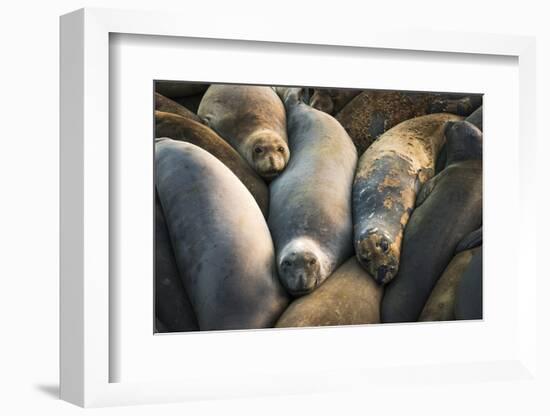 Northern elephant seals at Piedras Blancas elephant seal rookery, San Simeon, California, USA-Russ Bishop-Framed Photographic Print