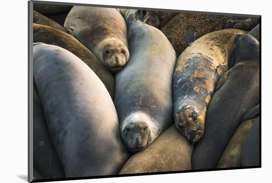 Northern elephant seals at Piedras Blancas elephant seal rookery, San Simeon, California, USA-Russ Bishop-Mounted Photographic Print