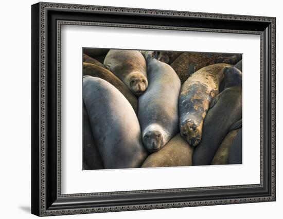 Northern elephant seals at Piedras Blancas elephant seal rookery, San Simeon, California, USA-Russ Bishop-Framed Photographic Print