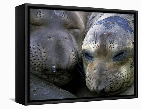 Northern Elephant Seals, Big Sur Coast, California, USA-Gavriel Jecan-Framed Premier Image Canvas