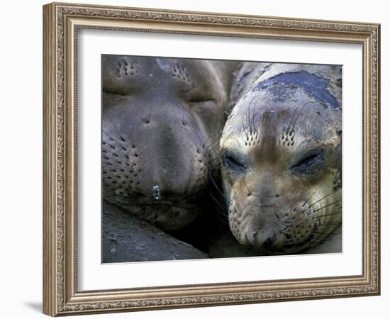 Northern Elephant Seals, Big Sur Coast, California, USA-Gavriel Jecan-Framed Photographic Print