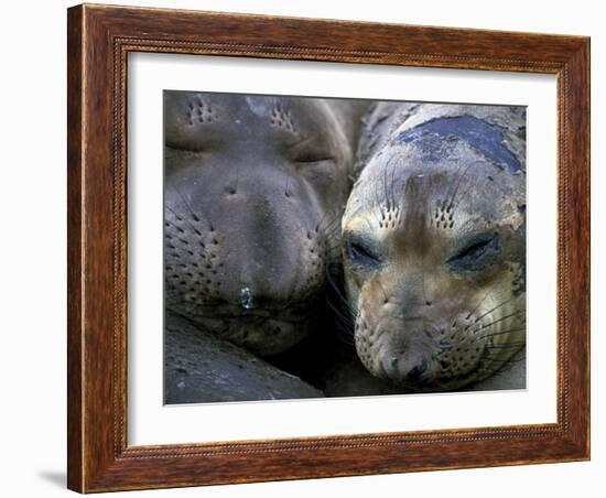 Northern Elephant Seals, Big Sur Coast, California, USA-Gavriel Jecan-Framed Photographic Print