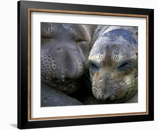 Northern Elephant Seals, Big Sur Coast, California, USA-Gavriel Jecan-Framed Photographic Print