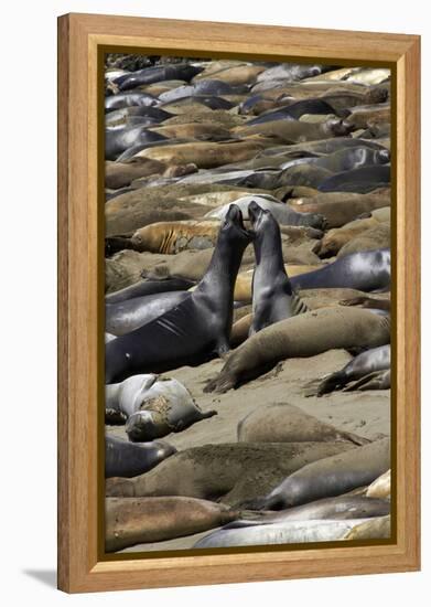 Northern Elephant Seals Fighting, Piedras Blancas Elephant Seal Rookery, California-David Wall-Framed Premier Image Canvas