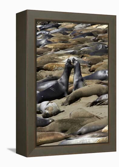 Northern Elephant Seals Fighting, Piedras Blancas Elephant Seal Rookery, California-David Wall-Framed Premier Image Canvas