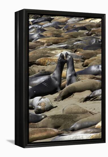 Northern Elephant Seals Fighting, Piedras Blancas Elephant Seal Rookery, California-David Wall-Framed Premier Image Canvas