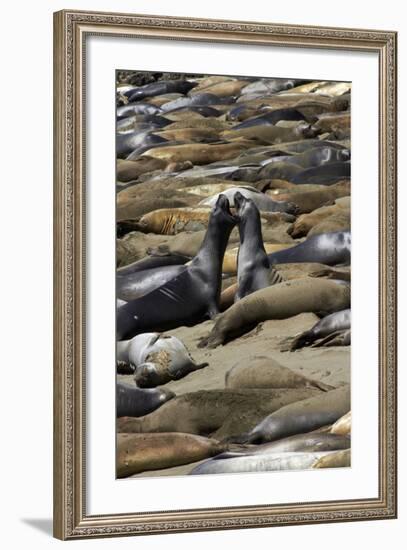 Northern Elephant Seals Fighting, Piedras Blancas Elephant Seal Rookery, California-David Wall-Framed Photographic Print