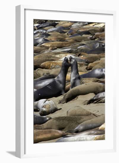 Northern Elephant Seals Fighting, Piedras Blancas Elephant Seal Rookery, California-David Wall-Framed Photographic Print