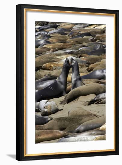 Northern Elephant Seals Fighting, Piedras Blancas Elephant Seal Rookery, California-David Wall-Framed Photographic Print