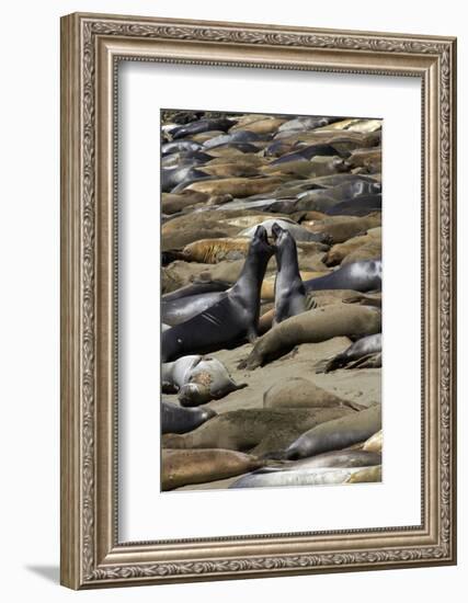 Northern Elephant Seals Fighting, Piedras Blancas Elephant Seal Rookery, California-David Wall-Framed Photographic Print