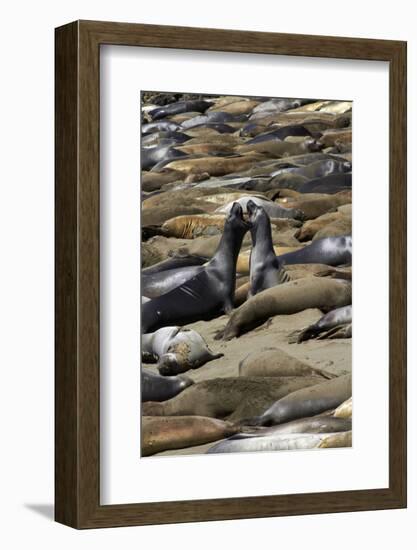 Northern Elephant Seals Fighting, Piedras Blancas Elephant Seal Rookery, California-David Wall-Framed Photographic Print