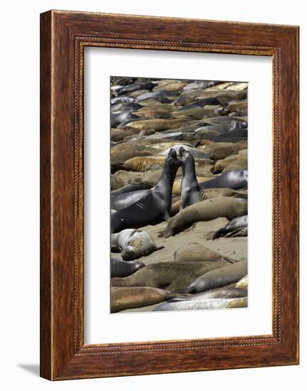 Northern Elephant Seals Fighting, Piedras Blancas Elephant Seal Rookery, California-David Wall-Framed Photographic Print