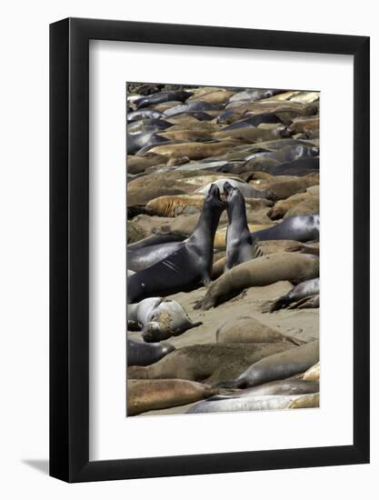 Northern Elephant Seals Fighting, Piedras Blancas Elephant Seal Rookery, California-David Wall-Framed Photographic Print