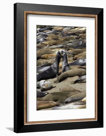 Northern Elephant Seals Fighting, Piedras Blancas Elephant Seal Rookery, California-David Wall-Framed Photographic Print