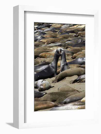 Northern Elephant Seals Fighting, Piedras Blancas Elephant Seal Rookery, California-David Wall-Framed Photographic Print