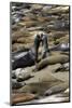 Northern Elephant Seals Fighting, Piedras Blancas Elephant Seal Rookery, California-David Wall-Mounted Photographic Print