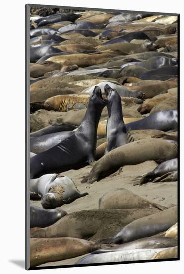 Northern Elephant Seals Fighting, Piedras Blancas Elephant Seal Rookery, California-David Wall-Mounted Photographic Print