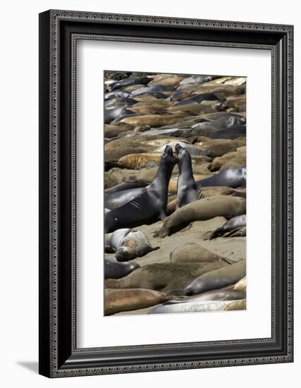Northern Elephant Seals Fighting, Piedras Blancas Elephant Seal Rookery, California-David Wall-Framed Photographic Print