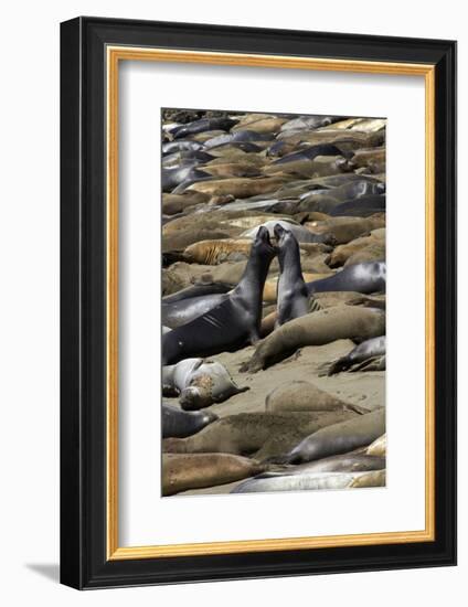 Northern Elephant Seals Fighting, Piedras Blancas Elephant Seal Rookery, California-David Wall-Framed Photographic Print