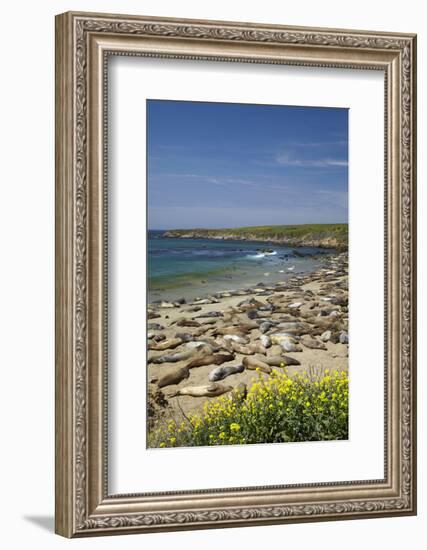 Northern Elephant Seals, Piedras Blancas Elephant Seal Rookery, Near San Simeon, California-David Wall-Framed Photographic Print