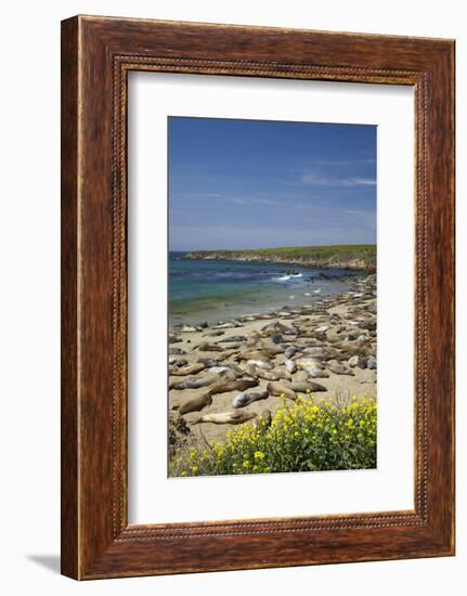 Northern Elephant Seals, Piedras Blancas Elephant Seal Rookery, Near San Simeon, California-David Wall-Framed Photographic Print