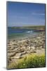 Northern Elephant Seals, Piedras Blancas Elephant Seal Rookery, Near San Simeon, California-David Wall-Mounted Photographic Print