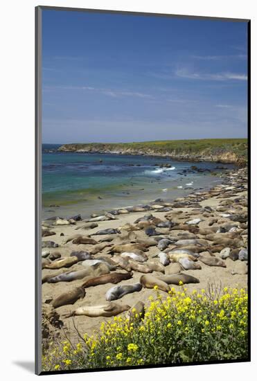 Northern Elephant Seals, Piedras Blancas Elephant Seal Rookery, Near San Simeon, California-David Wall-Mounted Photographic Print