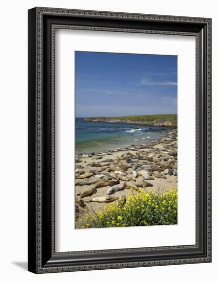 Northern Elephant Seals, Piedras Blancas Elephant Seal Rookery, Near San Simeon, California-David Wall-Framed Photographic Print