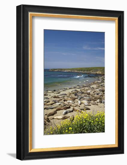 Northern Elephant Seals, Piedras Blancas Elephant Seal Rookery, Near San Simeon, California-David Wall-Framed Photographic Print