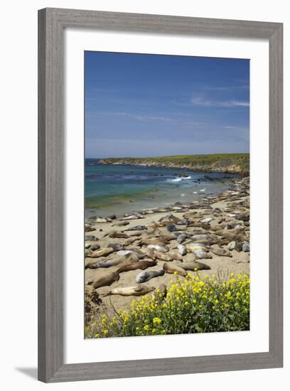 Northern Elephant Seals, Piedras Blancas Elephant Seal Rookery, Near San Simeon, California-David Wall-Framed Photographic Print