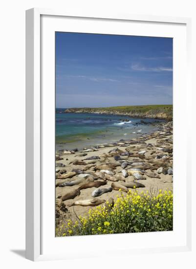 Northern Elephant Seals, Piedras Blancas Elephant Seal Rookery, Near San Simeon, California-David Wall-Framed Photographic Print