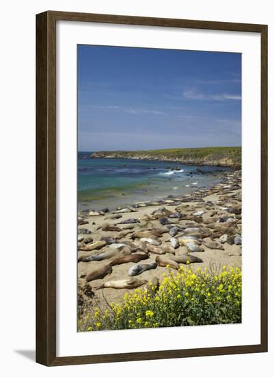 Northern Elephant Seals, Piedras Blancas Elephant Seal Rookery, Near San Simeon, California-David Wall-Framed Photographic Print