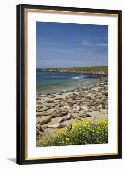 Northern Elephant Seals, Piedras Blancas Elephant Seal Rookery, Near San Simeon, California-David Wall-Framed Photographic Print