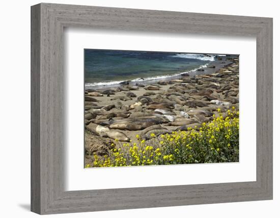 Northern Elephant Seals, Piedras Blancas Elephant Seal Rookery, Near San Simeon, California-David Wall-Framed Photographic Print