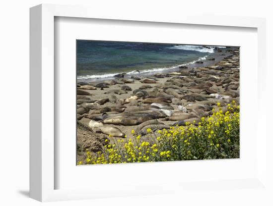 Northern Elephant Seals, Piedras Blancas Elephant Seal Rookery, Near San Simeon, California-David Wall-Framed Photographic Print