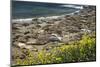 Northern Elephant Seals, Piedras Blancas Elephant Seal Rookery, Near San Simeon, California-David Wall-Mounted Photographic Print