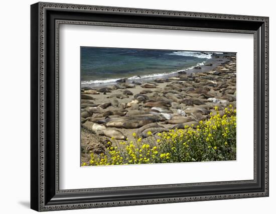 Northern Elephant Seals, Piedras Blancas Elephant Seal Rookery, Near San Simeon, California-David Wall-Framed Photographic Print