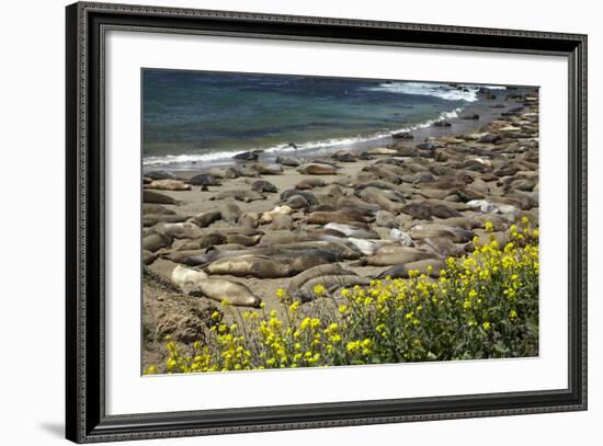 Northern Elephant Seals, Piedras Blancas Elephant Seal Rookery, Near San Simeon, California-David Wall-Framed Photographic Print
