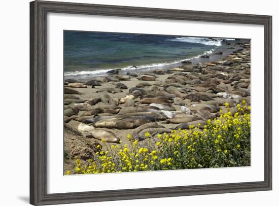 Northern Elephant Seals, Piedras Blancas Elephant Seal Rookery, Near San Simeon, California-David Wall-Framed Photographic Print