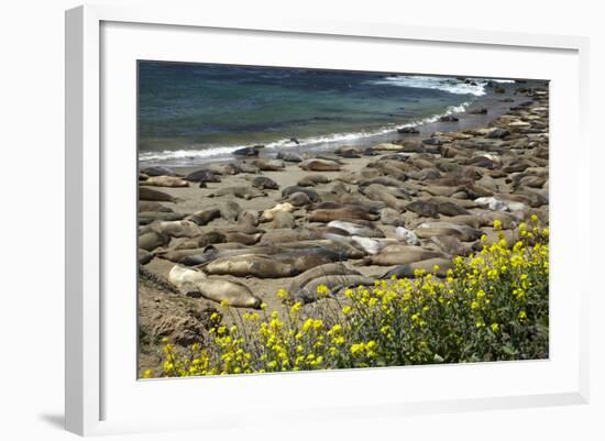 Northern Elephant Seals, Piedras Blancas Elephant Seal Rookery, Near San Simeon, California-David Wall-Framed Photographic Print