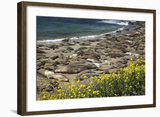 Northern Elephant Seals, Piedras Blancas Elephant Seal Rookery, Near San Simeon, California-David Wall-Framed Photographic Print