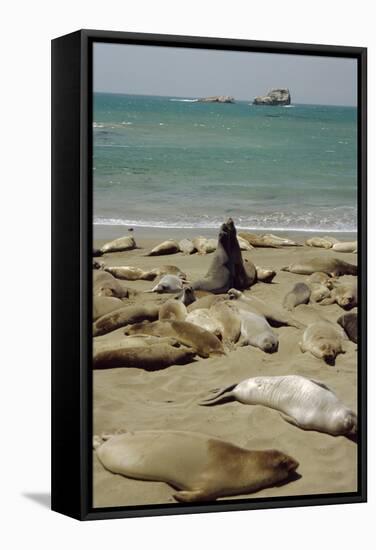 Northern Elephant Seals-Diccon Alexander-Framed Premier Image Canvas