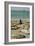 Northern Elephant Seals-Diccon Alexander-Framed Photographic Print